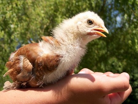 chicken in hand