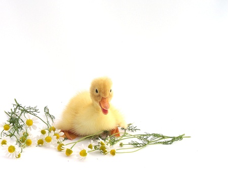 duckling with flowerの写真素材