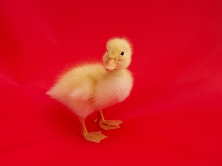 duckligs in redの写真素材