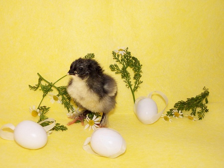 chicks and flower and eggsの写真素材