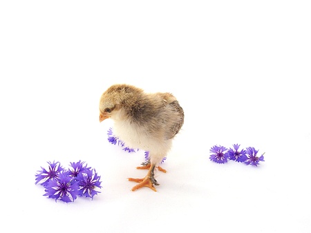 chicks and flowerの写真素材