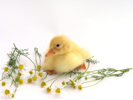 duckling and flowerの写真素材
