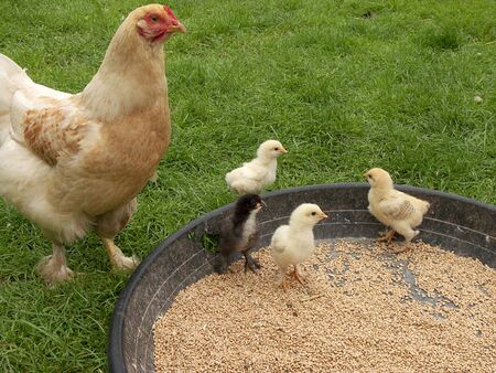 hen and chick