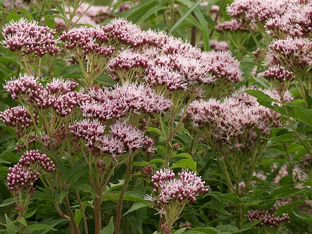 Eupatorium cannabinum
