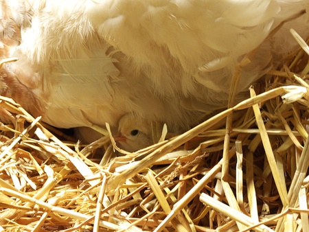 natural chicken rearingの写真素材