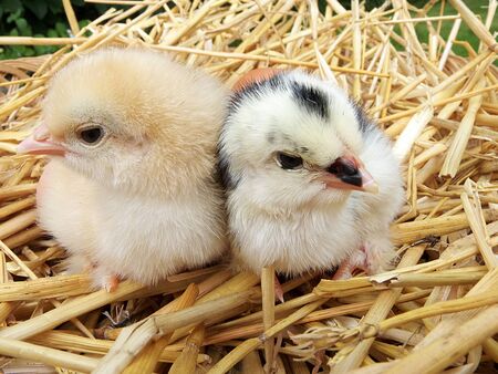 two chicks, chicken eggs with strawの写真素材