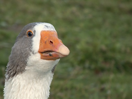 happy christmas gooseの写真素材