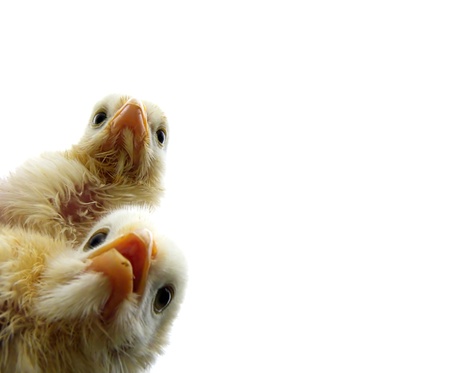 small chickenの写真素材