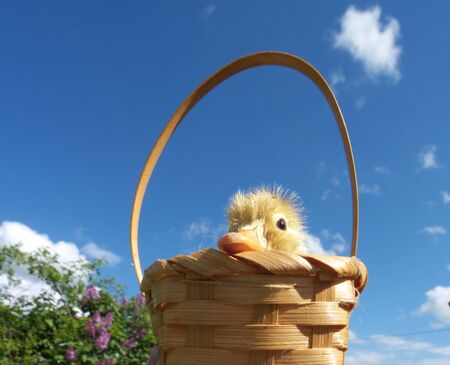 ducklingの写真素材