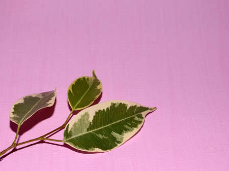 flower and pink