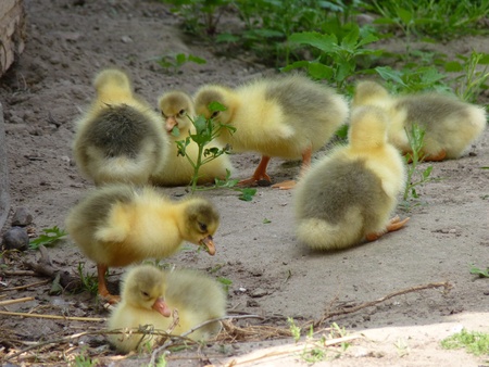 goslingsの写真素材