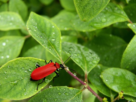 fire bug