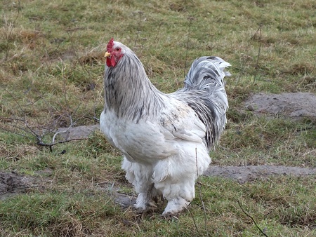 rooster