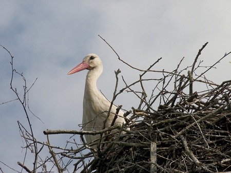 stork wildlife