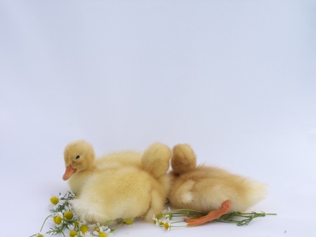 ducklingsの写真素材