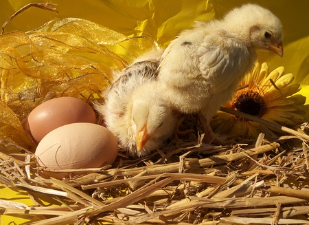 to live easter chicks in nest