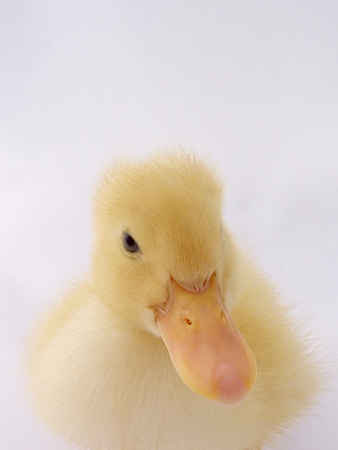 living cute little ducksの写真素材