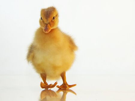 funny baby ducks, freshly hatched against a bright background