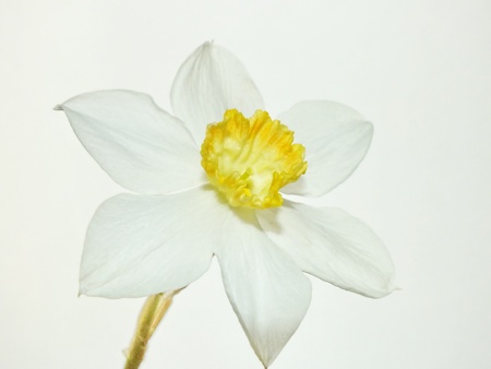 narcissusの写真素材