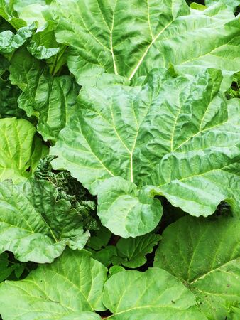 rhubarb leafの写真素材