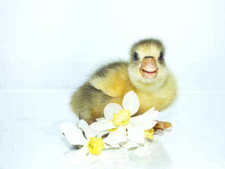 two days old cute, sassy goslingsの写真素材