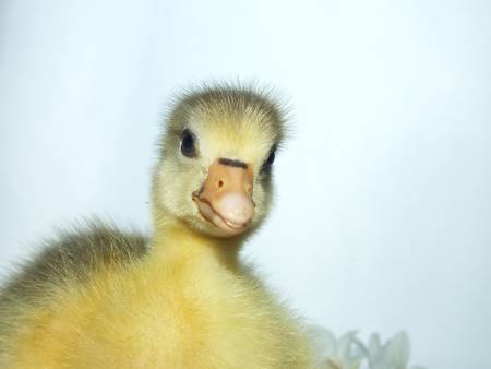 two days old cute, sassy goslingsの写真素材