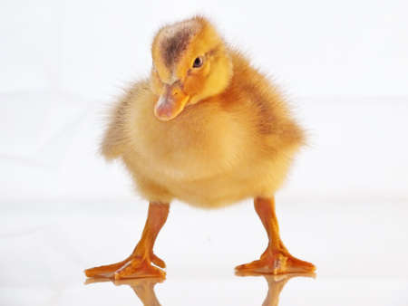 newborn child poultryの写真素材