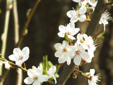 crataegus の写真素材