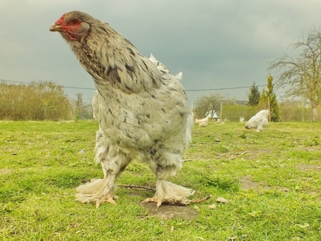 happy chickens live on the farmの写真素材