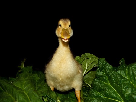 background cute little duckling with bright flowers in front of a blackの写真素材