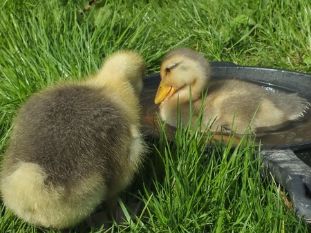 small cute child poultry