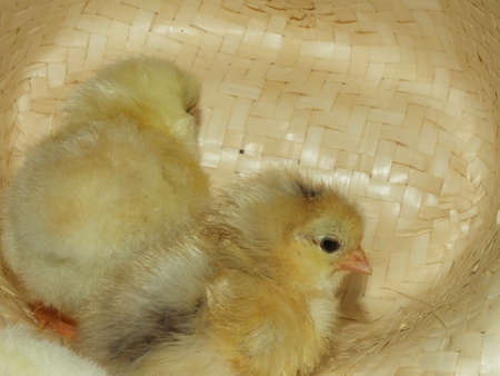 baby chicken