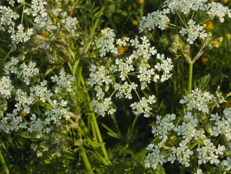 Aegopodium