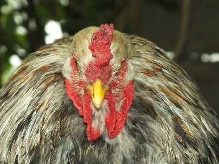 roosterの写真素材