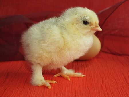chicken chicksの写真素材
