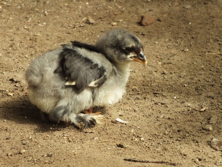 live chickensの写真素材