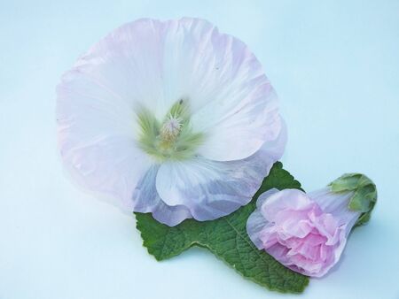 alceaの写真素材