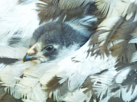 chicken chicks