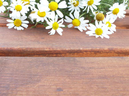 wild chamomile flowers in summer on wooden tableの写真素材