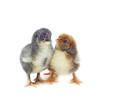 freshly hatched from the eggs are not quite dryの写真素材