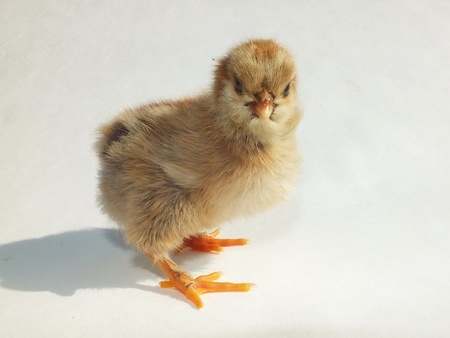 chicken chick