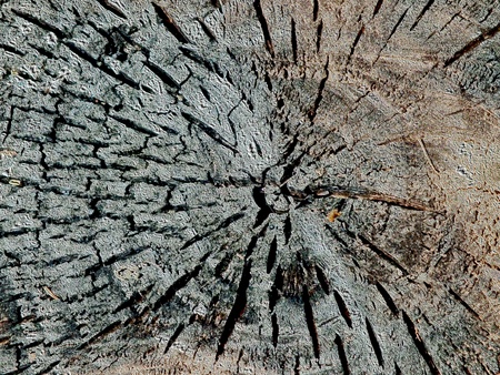 beautiful old wood as a background