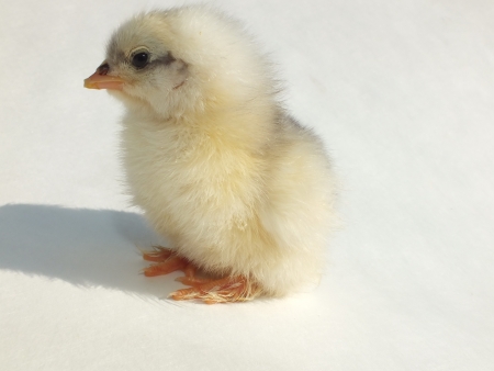 fluffy chicken chickの写真素材