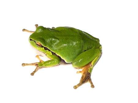 frog