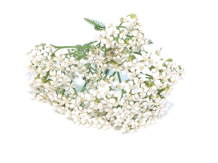 achillea flowerの写真素材