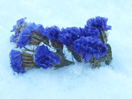 to blue christmas decoration in snowの写真素材