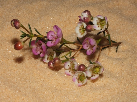 Wedding flowerの写真素材