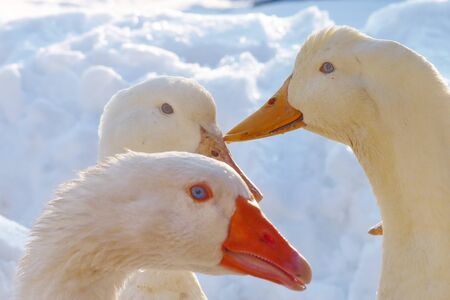 front a portrait of a goose behind it two ducksの写真素材