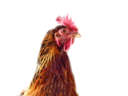 healthy brown chicken farm exempted fromの写真素材