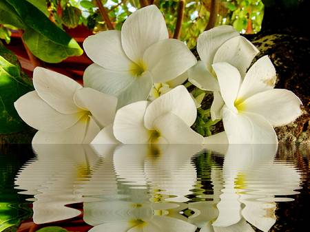 romantic flowerの写真素材